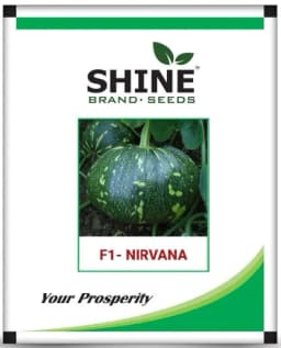 Pumpkin Nirvana F1 - Shine Brand Seeds, Kaddu Ke Beej, Vegetable, Excellent Germination Quality 4