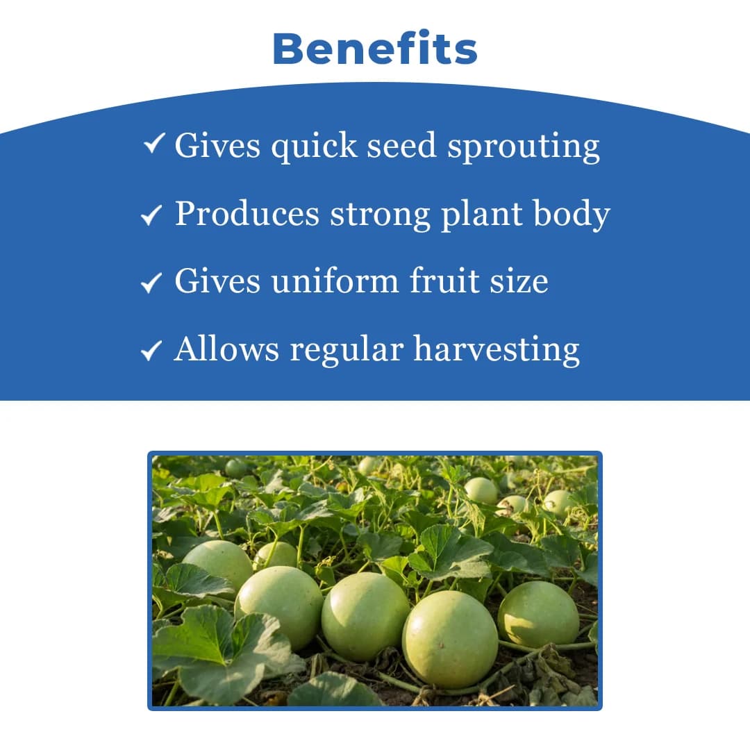 Sagar Naresh F1 Hybrid Tinda Seeds, High Yield, Early Maturity, Light Green Hairy Fruits - Image 4