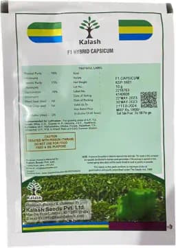 Kalash Hybrid F1 Premium Ksp 1601 Capsicum Seeds, Dark Green To Red Fruit Color 2