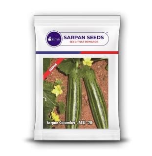 Sarpan Hybrid F1 SCU 20 Cucumber Seeds, Glossy Green Fruits With Dark Green Stripes.