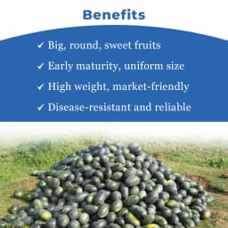 Sagar King F1 Hybrid Watermelon Seeds, Oval Shape, Ice Box Segment, For All Seasons 4