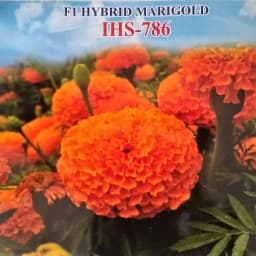 Iris IHS-786 F1 Hybrid Orange Marigold Seeds, Compact Orange Blooms, High Yield And Long Stems 2