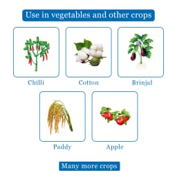 Bayer Alanto Thiacloprid 240 SC 21.7% ww Insecticides, Belongs to a Group of Neonicotinoid, An Effective Tool and Broad Spectrum of Pests 4