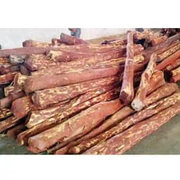 Sri Sai Forestry Red Sandalwood Tree Seeds, Lal Chandan Plant Seed, Santalum Album 3