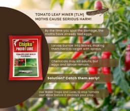 Chipku Pheromone Water Trap With Tuta Absoluta Lure To Catch Insect Tomato Leaf Miner (TLM) of Tomato, Potato, Egg Plant etc. 9