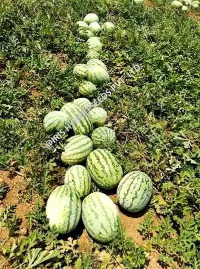 Iris Hybrid Fruit Seeds F1 Hybrid Watermelon Samrat, Green Skin with Thick Dark Green Stripes - Image 3