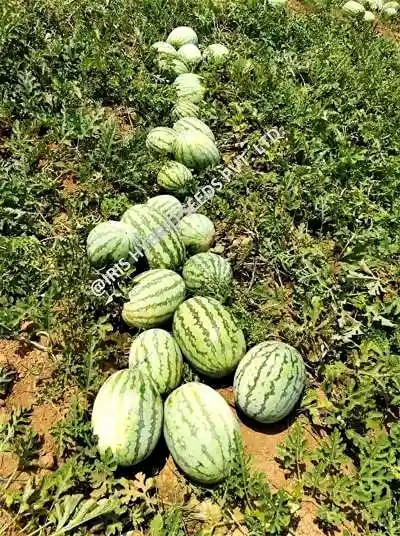 Iris Hybrid Fruit Seeds F1 Hybrid Watermelon Samrat, Green Skin with Thick Dark Green Stripes