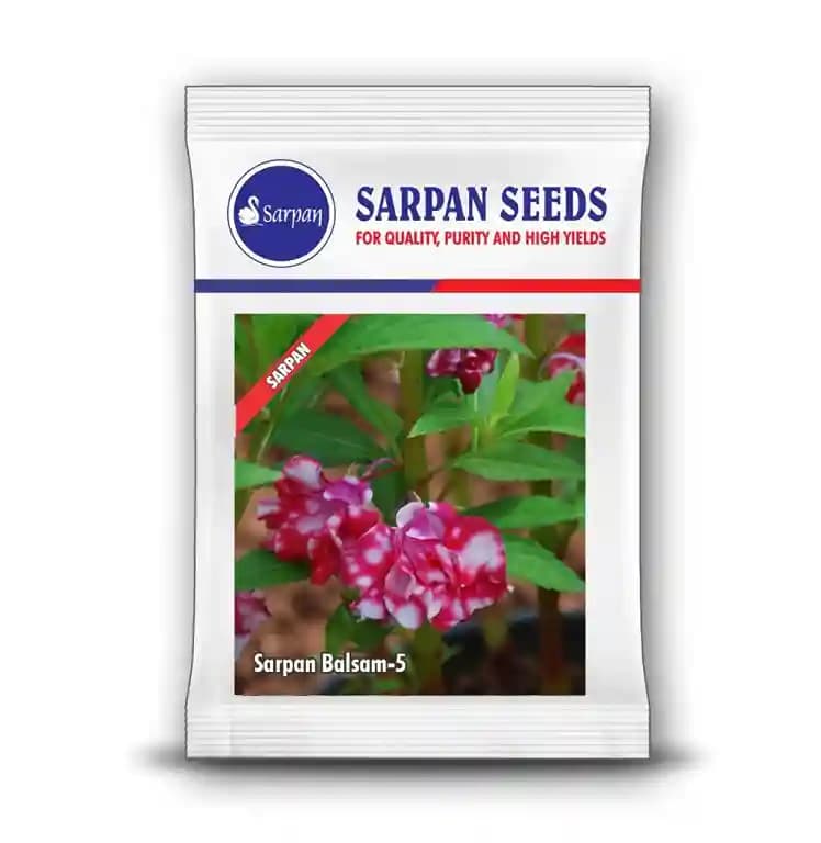 Sarpan Balsam-5, White and Pink Spray Type, Double Size Flower, Good for Potting and Bedding - Image 2