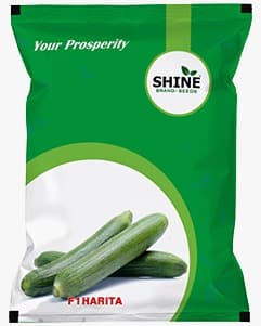 Harita Sponge Gourd Seeds, Shine Brand Seeds, Gilki ke Beej, Vegetable Seeds - Image 1