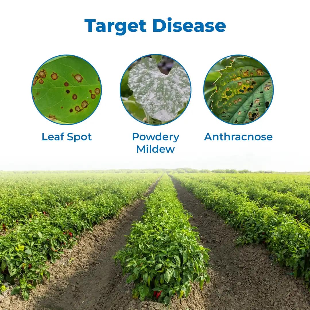 UPL Avancer Glow Azoxystrobin 8.3% + Mancozeb 66.7% WG, Specially For Chilli And Grape. - Image 3