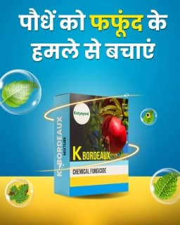 Katyayani K-Bordeaux Mixture Fungicide, Effectively Prevents Fungal Diseases. 6
