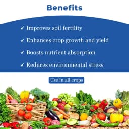 Coromandel Gromor Sulphamax Fertilizer, Faster Release Of Sulphur, Improves Quantity and Quality of Yield 4