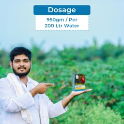 Katyayani K-Bordeaux Mixture Fungicide, Effectively Prevents Fungal Diseases. 5