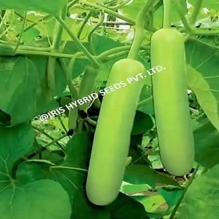 Iris Hybrid Vegetable Seeds F1 Hybrid Bottle Gourd Jhankar (Long), Lauki Ke Beej - Image 1