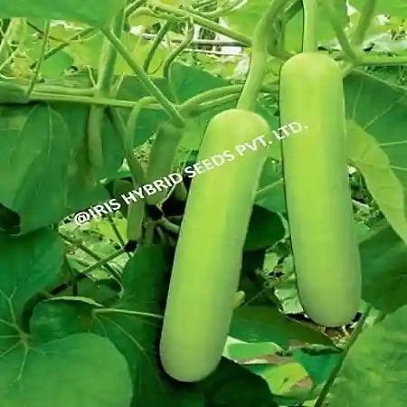 Iris Hybrid Vegetable Seeds F1 Hybrid Bottle Gourd Jhankar (Long), Lauki Ke Beej
