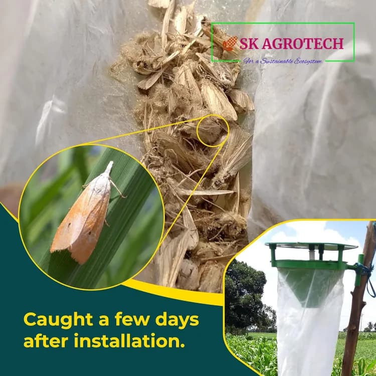 SK Agrotech Scirpophaga Incertulas (Rice Yellow Stem Borer) Pheromone Trap With Lure - Effective Control For Rice Yellow Stem Borer - Image 6