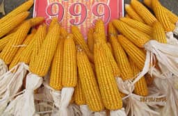 Maize Seeds 999 Hybrid - CP Seeds, Makka Ke Beej, High Yeilding, Deep Kernels, Best Quality Makka 6