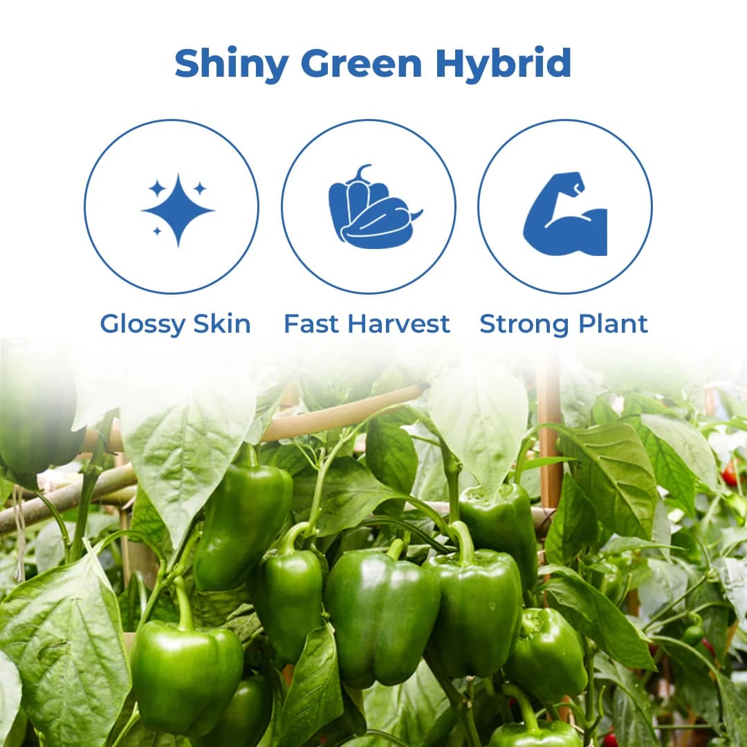 Sagar 11 F1 Hybrid Capsicum Seeds, Popati Segment, High Yield, For Kharif and Summer - Image 3