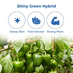 Sagar 11 F1 Hybrid Capsicum Seeds, Popati Segment, High Yield, For Kharif and Summer 3