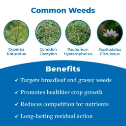 Sumetra Metribuzin 70% WP, Systemic and Contact Herbicide, Control of Annual Broad-Leaved Weeds 3