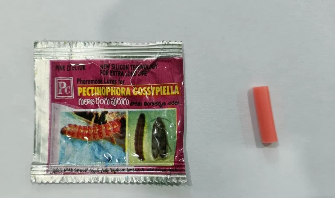 Pheromone Trap With Pectinophera Gossypilla Lure (10 Pack) Trap and Lure, Complete Set for Cotton Pink Bollworm, Protects Crops From Harmful Pests - Image 4