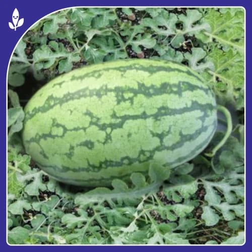 Sagar Turbo F1 Hybrid Watermelon, High Yield, Disease Resistance, Strong And Vigorous Growth - Image 5
