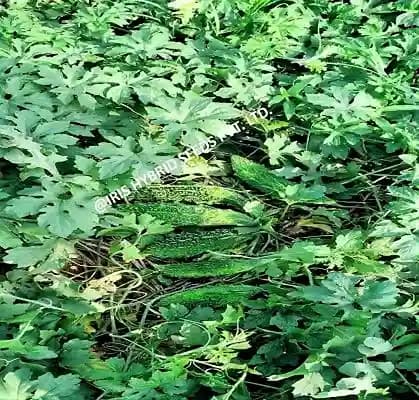 Iris Hybrid Vegetable Seeds, F1 Hybrid Bitter Gourd IHS-132 Shining Dark Green color - Image 1