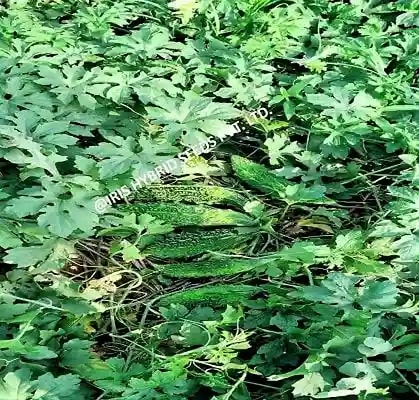 Iris Hybrid Vegetable Seeds, F1 Hybrid Bitter Gourd IHS-132 Shining Dark Green color