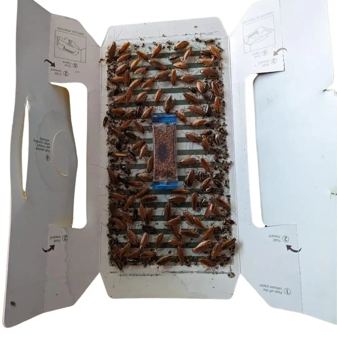 Pestezy CatchRoach Cockroach Trap, Non-Toxic, Eco-Friendly, Sticky Glue Traps For Home And Kitchen - Image 8