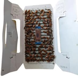 Pestezy CatchRoach Cockroach Trap, Non-Toxic, Eco-Friendly, Sticky Glue Traps For Home And Kitchen 8