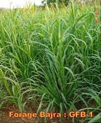 Sri Sai Forestry Sorghum Sudan Grass Fodder Seeds For Goat And Cow, Red Sudan Multi Cut Grass Seeds - Image 6