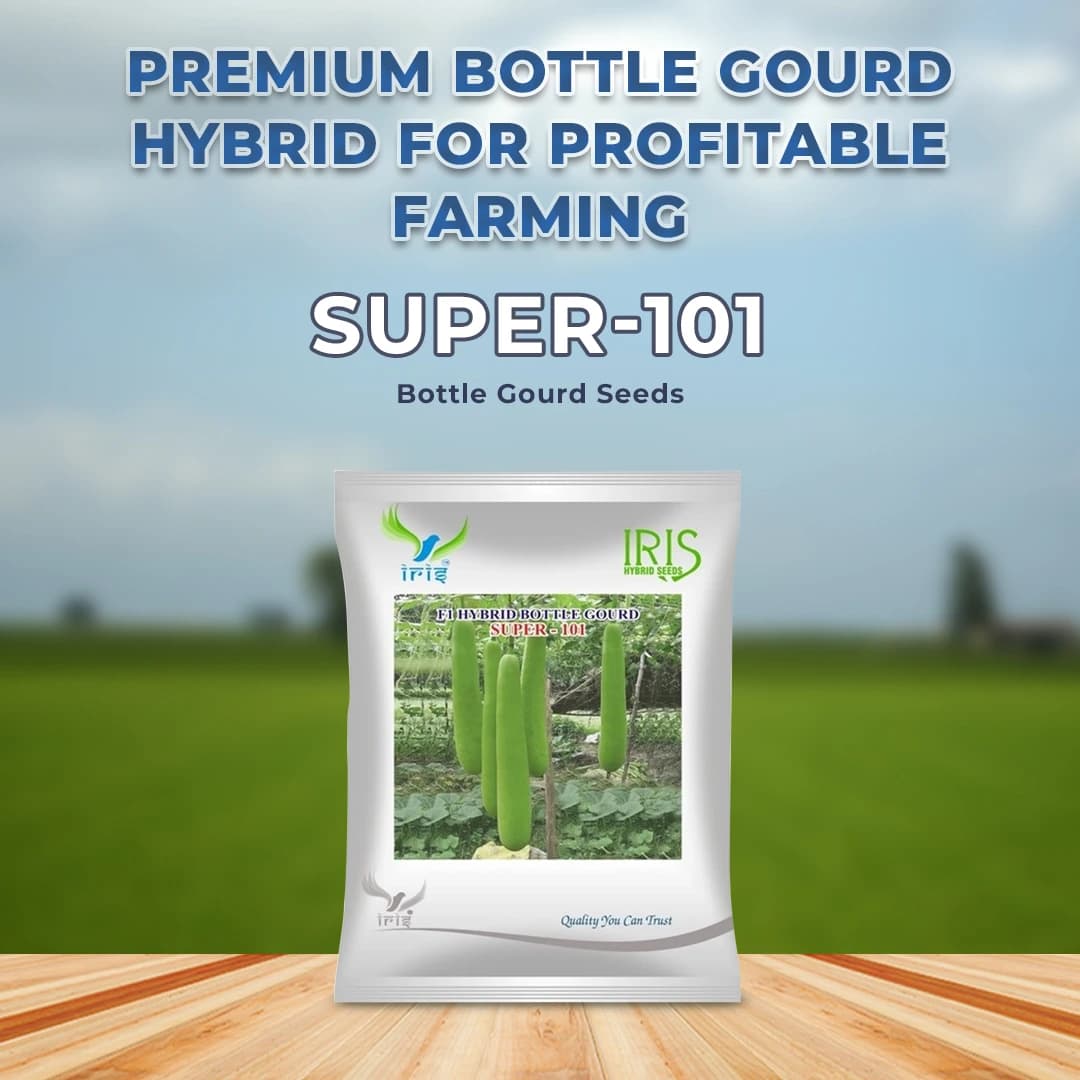 Iris Super-101 F1 Hybrid Bottle Gourd Seeds, High Yield, Cylindrical Shape And Vigorous Growth - Image 2