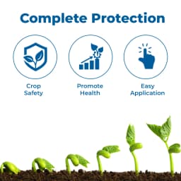 Best Agrolife Tricolor Trifloxystrobin 10% + Difenoconazole 12.5% + Sulphur 3% SC Fungicide with Prophylactic, Curative and Eradicative Action 3