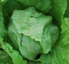 Urja Hybrid Great Lakes Lettuce Seed Salad Sabji, Great Germination Quality In Colder Areas - Image 1