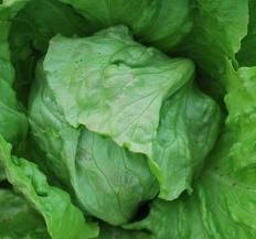 Urja Hybrid Great Lakes Lettuce Seed Salad Sabji, Great Germination Quality In Colder Areas