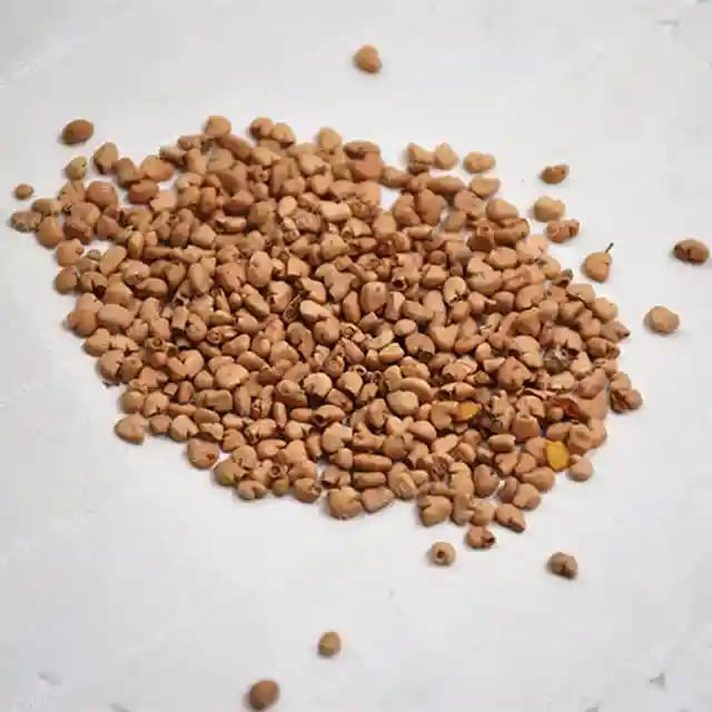 साइडियम गुजावा के बीज (अमरूद बीज) कोय्या के बीज, महान अंकुरण गुणवत्ता, उच्च उत्पादकता।