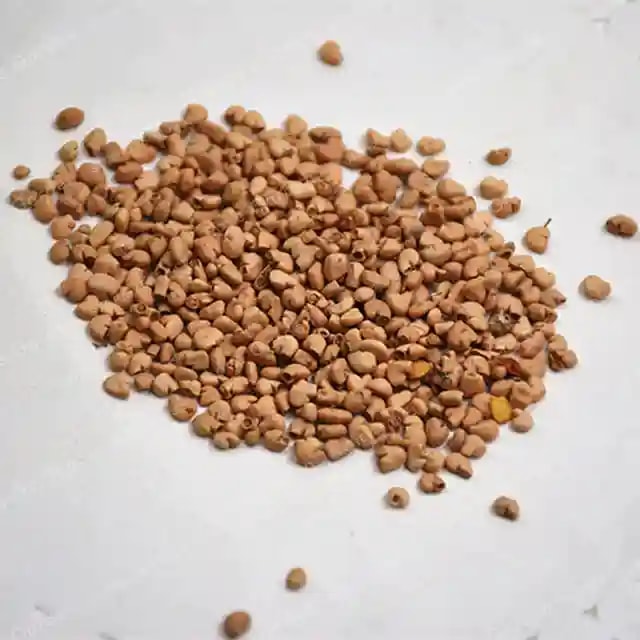 साइडियम गुजावा के बीज (अमरूद बीज) कोय्या के बीज, महान अंकुरण गुणवत्ता, उच्च उत्पादकता।