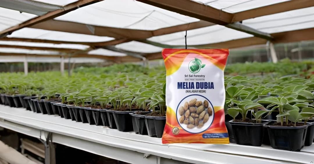 SRI SAI FORESTRY - Melia Dubia Seeds, Malabar Neem Seeds, Fast Growing Tree - Image 4