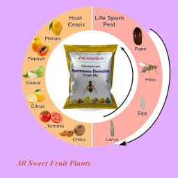 SK Agrotech Bactrocera Dorsalis Fruit Fly Pheromone Trap With Lure - Effective Solution For Mango, Papaya, Sapota, Etc. 7