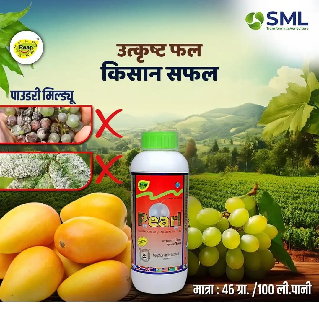 Sulphur Mills Pearl Carbendazim 46.27% SC, Used Broad Spectrum Systemic Fungicide - Image 4