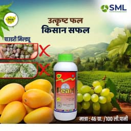 Sulphur Mills Pearl Carbendazim 46.27% SC, Used Broad Spectrum Systemic Fungicide 4