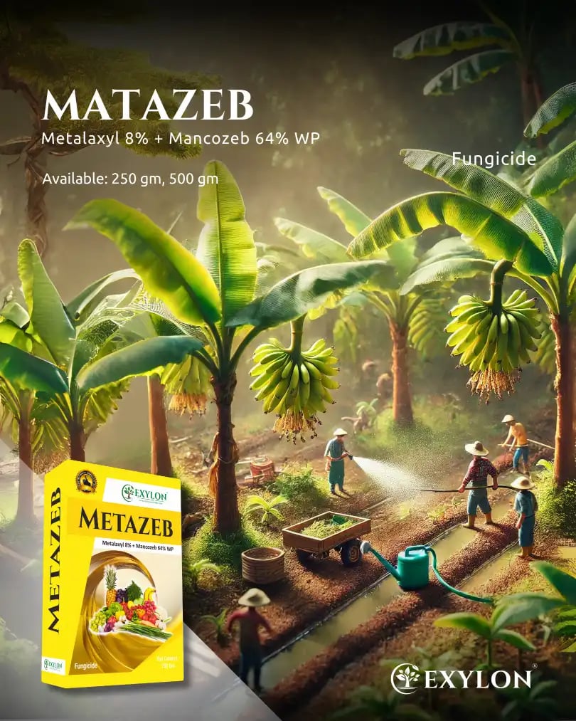 Exylon Matazeb Fungicide - Metalaxyl 8% + Mancozeb 64% WP