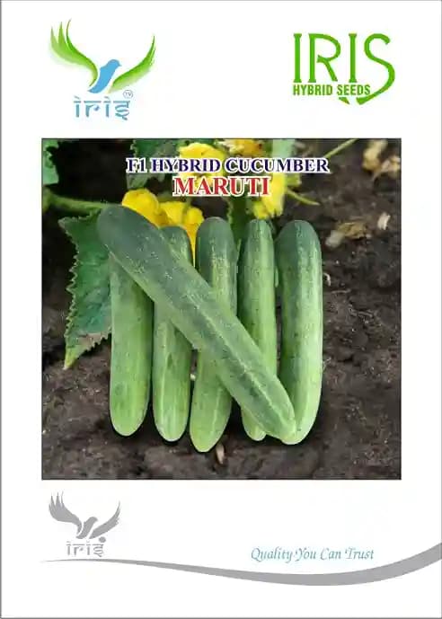 Iris Vegetable Seeds, F1 Hybrid Cucumber Maruti Variety (Attractive Green Color)