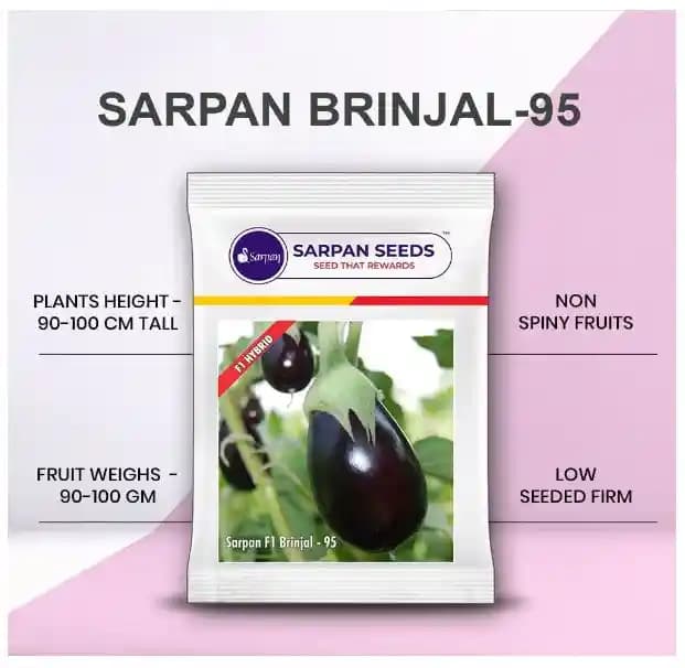 Sarpan Brinjal-95, F1 Hybrid Brinjal Seeds, Very High Yielding, Non Spiny Variety. - Image 1