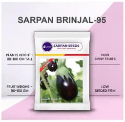 Sarpan Brinjal-95, F1 Hybrid Brinjal Seeds, Very High Yielding, Non Spiny Variety. 2