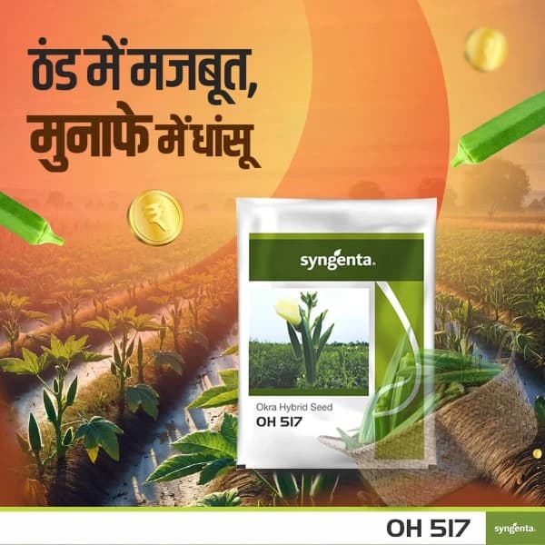 Syngenta OH 517 F1 Hybrid Okra Seeds, Ideal Variety For Rabi Season - Image 2