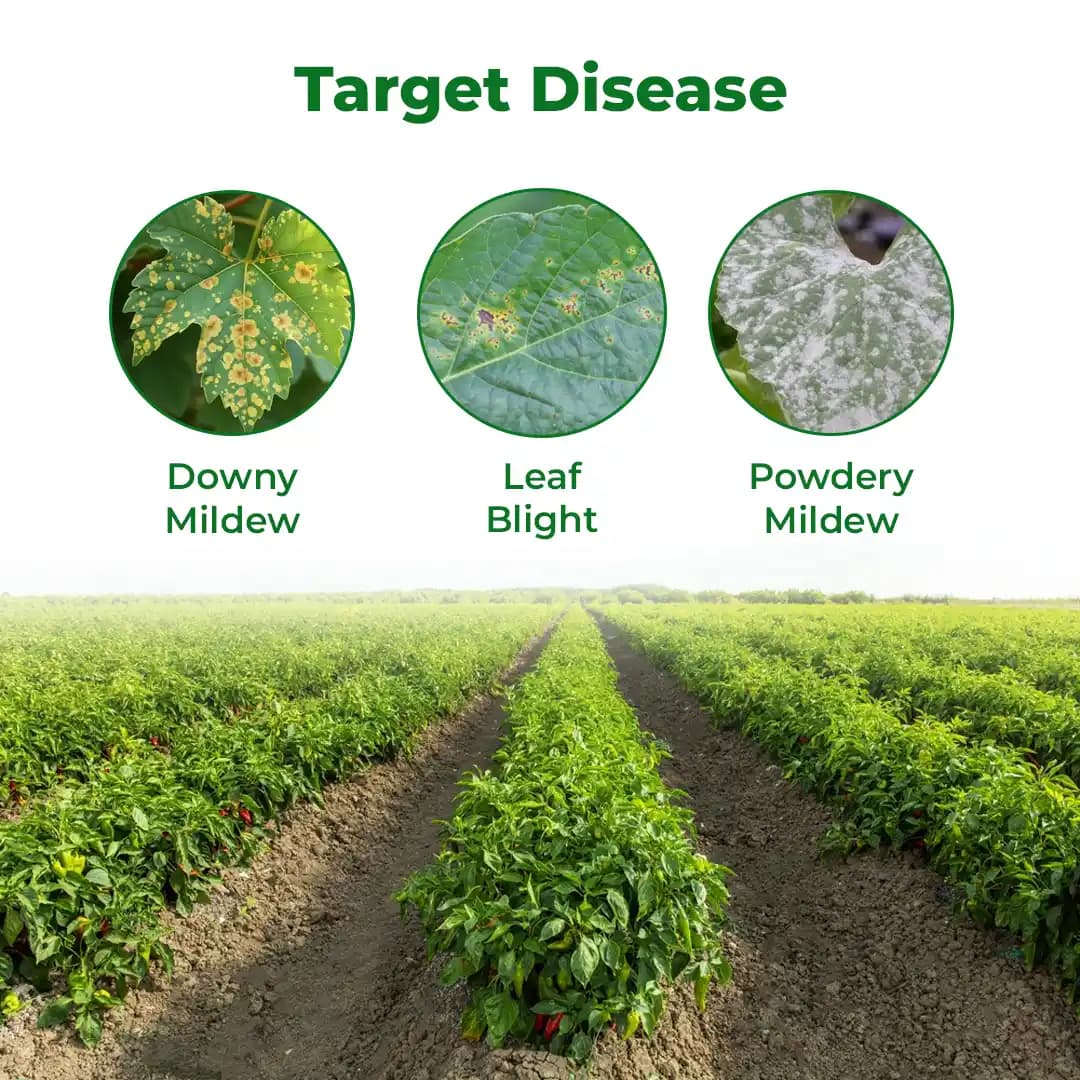 ईबीएस बैसिलस सबटिलिस, बायो फंगीसाइड पाउडर, पौधों और घर के बगीचे के लिए डाउनी मिल्ड्यू, पाउडरी मिल्ड्यू और जीवाणु जनित रोगों को नियंत्रित करता है - Image 3