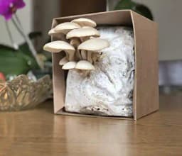 Shriyap Oyster Mushroom Seeds, Ready To Fruit Mushroom Block, Unique And Useful. 4