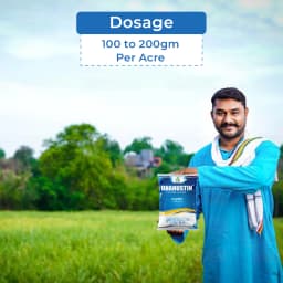 Dhanuka Dhanustin Carbendazim 50% WP Fungicide, Broad-Spectrum Systemic With Protective and Curative Action 5