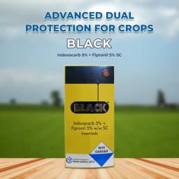 Gharda Black Indoxacarb 5% + Fipronil 5% SC Insecticide, Control Of Thrips In Chilli And Diamond Back Moth In Cabbage 2